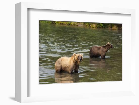 Kamchatka Brown Bears (Ursus Arctos Beringianus), Kurile Lake, Kamchatka, Russia, Eurasia-Michael-Framed Photographic Print