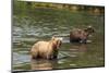 Kamchatka Brown Bears (Ursus Arctos Beringianus), Kurile Lake, Kamchatka, Russia, Eurasia-Michael-Mounted Photographic Print