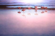 Flamingo-Kamchatka-Photographic Print