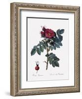 Kamchatka Rose-Pierre Joseph Redoute-Framed Giclee Print