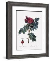 Kamchatka Rose-Pierre Joseph Redoute-Framed Giclee Print