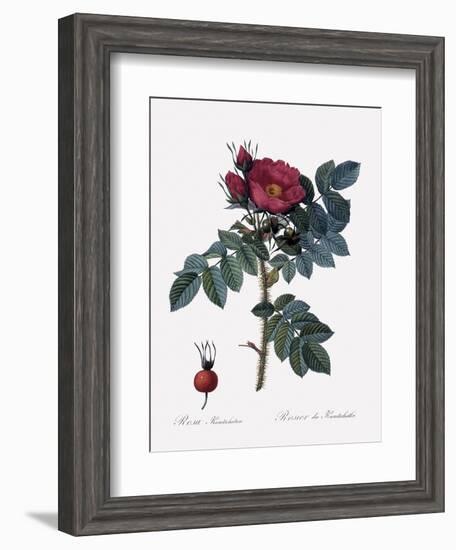 Kamchatka Rose-Pierre Joseph Redoute-Framed Giclee Print