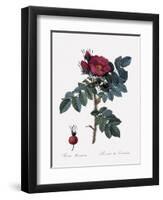 Kamchatka Rose-Pierre Joseph Redoute-Framed Giclee Print