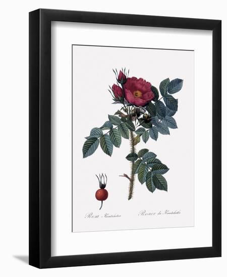 Kamchatka Rose-Pierre Joseph Redoute-Framed Giclee Print