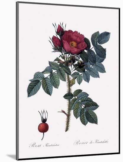 Kamchatka Rose-Pierre Joseph Redoute-Mounted Giclee Print