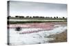 Kamfers Dam, a Large Pan North Kimberley, an Important Wetland-Louise Murray-Stretched Canvas