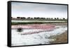 Kamfers Dam, a Large Pan North Kimberley, an Important Wetland-Louise Murray-Framed Stretched Canvas