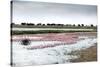 Kamfers Dam, a Large Pan North Kimberley, an Important Wetland-Louise Murray-Stretched Canvas