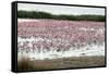 Kamfers Dam, a Large Pan North Kimberley, an Important Wetland-Louise Murray-Framed Stretched Canvas