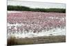 Kamfers Dam, a Large Pan North Kimberley, an Important Wetland-Louise Murray-Mounted Photographic Print