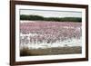 Kamfers Dam, a Large Pan North Kimberley, an Important Wetland-Louise Murray-Framed Photographic Print