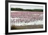 Kamfers Dam, a Large Pan North Kimberley, an Important Wetland-Louise Murray-Framed Photographic Print