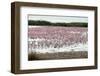 Kamfers Dam, a Large Pan North Kimberley, an Important Wetland-Louise Murray-Framed Photographic Print