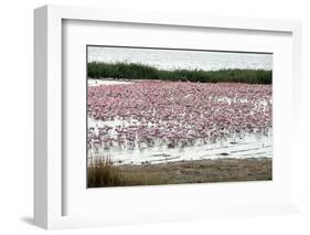 Kamfers Dam, a Large Pan North Kimberley, an Important Wetland-Louise Murray-Framed Photographic Print