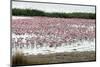 Kamfers Dam, a Large Pan North Kimberley, an Important Wetland-Louise Murray-Mounted Photographic Print