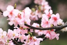 Japanese Flowering Cherry Blossoms-kamill-Framed Photographic Print