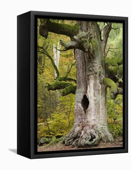 Kamineiche (oak), Urwald Sababurg, Reinhardswald, Hessia, Germany-Michael Jaeschke-Framed Stretched Canvas