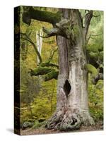 Kamineiche (oak), Urwald Sababurg, Reinhardswald, Hessia, Germany-Michael Jaeschke-Stretched Canvas