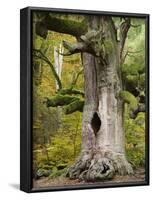 Kamineiche (oak), Urwald Sababurg, Reinhardswald, Hessia, Germany-Michael Jaeschke-Framed Photographic Print