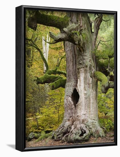 Kamineiche (oak), Urwald Sababurg, Reinhardswald, Hessia, Germany-Michael Jaeschke-Framed Photographic Print