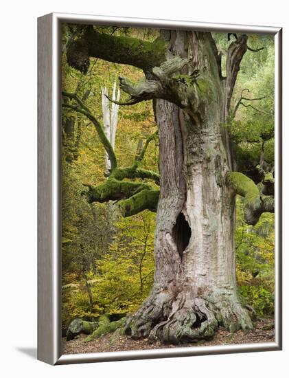 Kamineiche (oak), Urwald Sababurg, Reinhardswald, Hessia, Germany-Michael Jaeschke-Framed Photographic Print