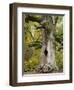 Kamineiche (oak), Urwald Sababurg, Reinhardswald, Hessia, Germany-Michael Jaeschke-Framed Photographic Print