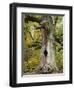 Kamineiche (oak), Urwald Sababurg, Reinhardswald, Hessia, Germany-Michael Jaeschke-Framed Photographic Print