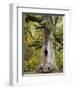 Kamineiche (oak), Urwald Sababurg, Reinhardswald, Hessia, Germany-Michael Jaeschke-Framed Photographic Print