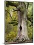 Kamineiche (oak), Urwald Sababurg, Reinhardswald, Hessia, Germany-Michael Jaeschke-Mounted Photographic Print