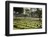 Kanchanaburi War War 2 Cemetery, Kanchanaburi, Central Thailand, Thailand, Southeast Asia, Asia-Stuart Black-Framed Photographic Print