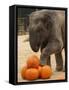 Kandula, a Two-Year-Old Male Asian Elephant, Prepares to Stomp on Pumpkins at the National Zoo-null-Framed Stretched Canvas