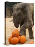 Kandula, a Two-Year-Old Male Asian Elephant, Prepares to Stomp on Pumpkins at the National Zoo-null-Stretched Canvas