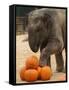 Kandula, a Two-Year-Old Male Asian Elephant, Prepares to Stomp on Pumpkins at the National Zoo-null-Framed Stretched Canvas