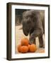 Kandula, a Two-Year-Old Male Asian Elephant, Prepares to Stomp on Pumpkins at the National Zoo-null-Framed Photographic Print