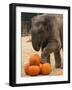 Kandula, a Two-Year-Old Male Asian Elephant, Prepares to Stomp on Pumpkins at the National Zoo-null-Framed Photographic Print