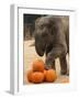 Kandula, a Two-Year-Old Male Asian Elephant, Prepares to Stomp on Pumpkins at the National Zoo-null-Framed Photographic Print