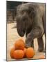 Kandula, a Two-Year-Old Male Asian Elephant, Prepares to Stomp on Pumpkins at the National Zoo-null-Mounted Photographic Print
