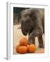 Kandula, a Two-Year-Old Male Asian Elephant, Prepares to Stomp on Pumpkins at the National Zoo-null-Framed Photographic Print