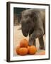 Kandula, a Two-Year-Old Male Asian Elephant, Prepares to Stomp on Pumpkins at the National Zoo-null-Framed Photographic Print