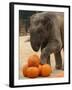 Kandula, a Two-Year-Old Male Asian Elephant, Prepares to Stomp on Pumpkins at the National Zoo-null-Framed Photographic Print