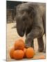 Kandula, a Two-Year-Old Male Asian Elephant, Prepares to Stomp on Pumpkins at the National Zoo-null-Mounted Photographic Print