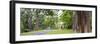 Kandy Royal Botanical Gardens, Peradeniya, Kandy, Sri Lanka, Asia-Matthew Williams-Ellis-Framed Photographic Print