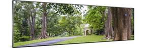 Kandy Royal Botanical Gardens, Peradeniya, Kandy, Sri Lanka, Asia-Matthew Williams-Ellis-Mounted Photographic Print