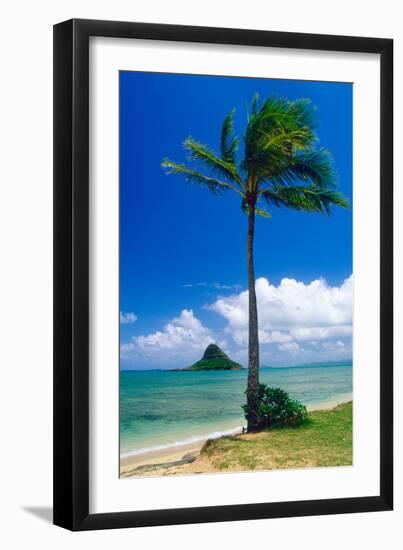 Kaneohe Bay Palm Tree, Hawaii-George Oze-Framed Photographic Print