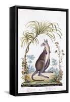 Kangaroo, 1794-null-Framed Stretched Canvas