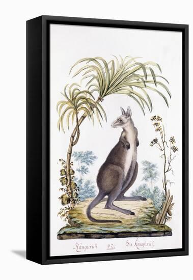 Kangaroo, 1794-null-Framed Stretched Canvas