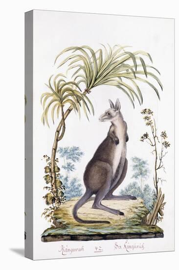 Kangaroo, 1794-null-Stretched Canvas