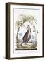 Kangaroo, 1794-null-Framed Giclee Print