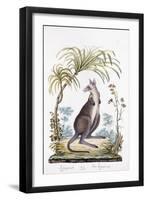 Kangaroo, 1794-null-Framed Giclee Print