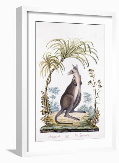 Kangaroo, 1794-null-Framed Giclee Print